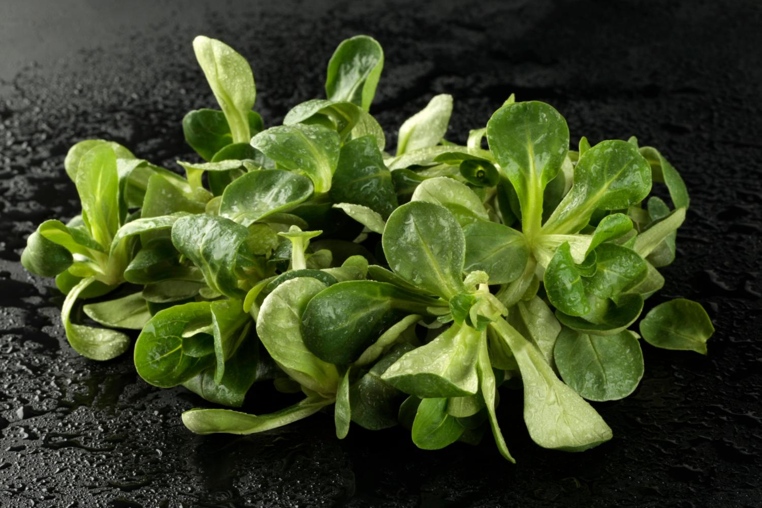 frischer Feldsalat, Produkt des Agrarbetriebes Finow