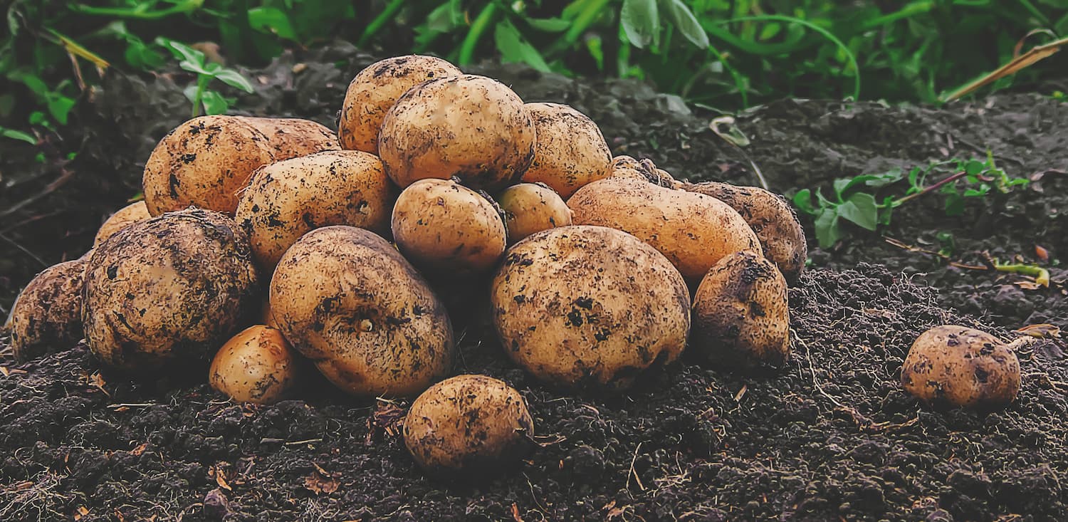 Bild von Kartoffeln, Produkt des Agrarbetriebes Finow