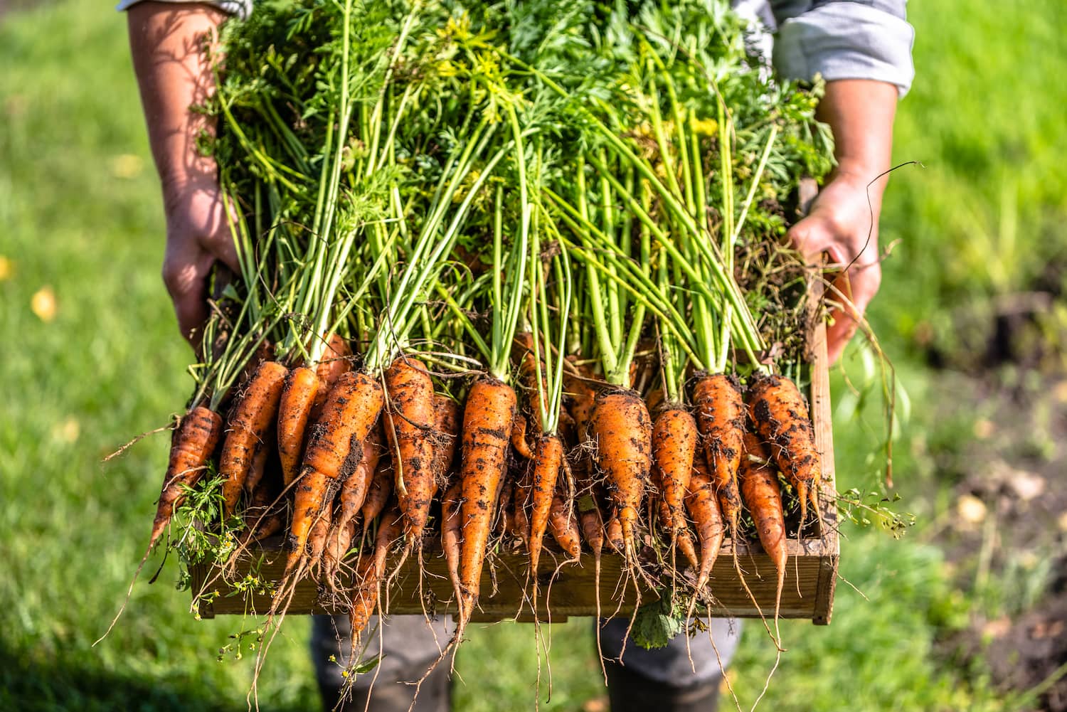 Bild von Möhren, Produkt des Agrarbetriebes Finow