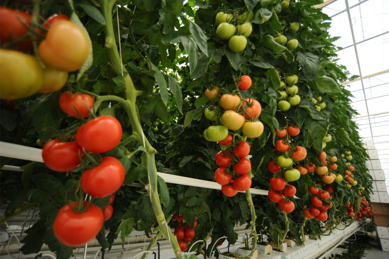 Bild von Tomaten, Produkt des Agrarbetriebes Finow